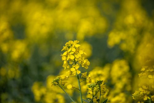 Free Yellow flower Stock Photo