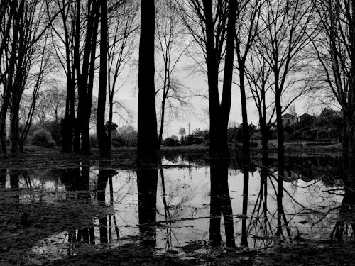Immagine gratuita di acqua, alberi, bianco e nero