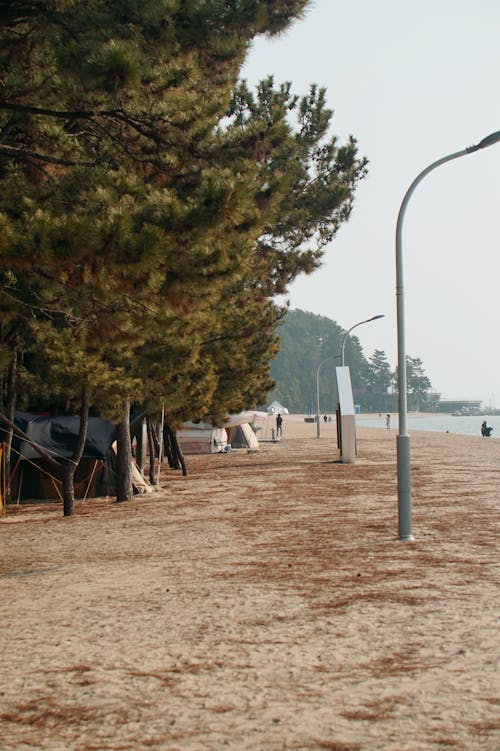 Immagine gratuita di alberi, bagnasciuga, lago