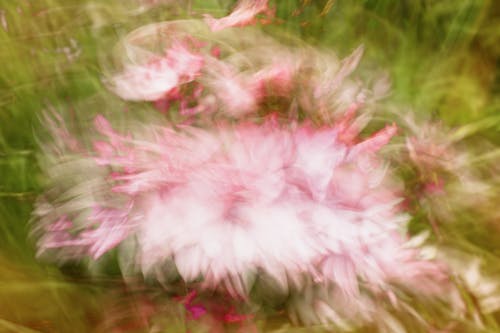 Darmowe zdjęcie z galerii z abstrakcyjny kwiat, abstrakt botaniczny, artystyczna tekstura