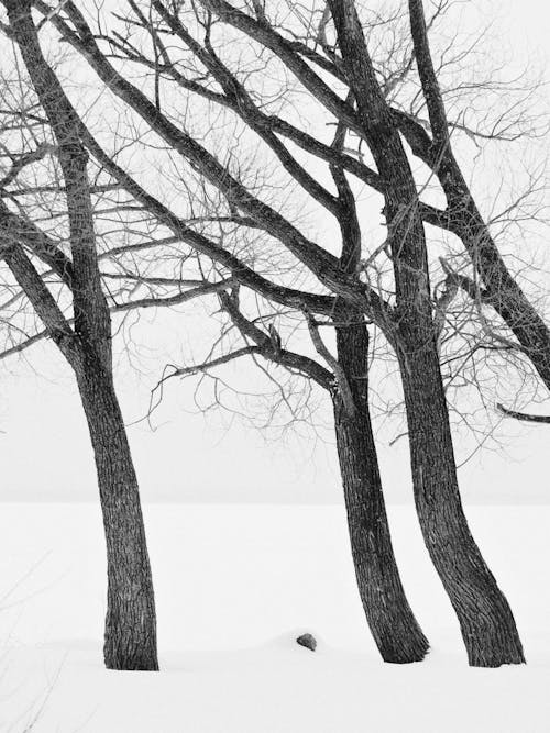 Foto d'estoc gratuïta de arbres, blanc i negre, bosc