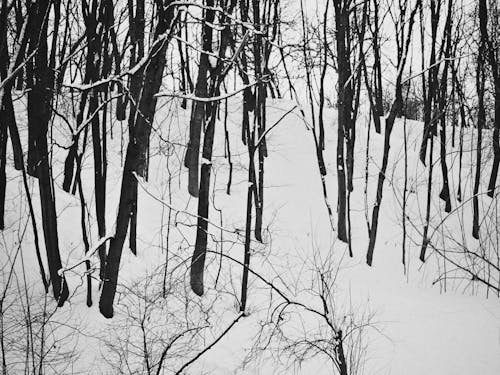 Foto d'estoc gratuïta de arbres, blanc i negre, bosc