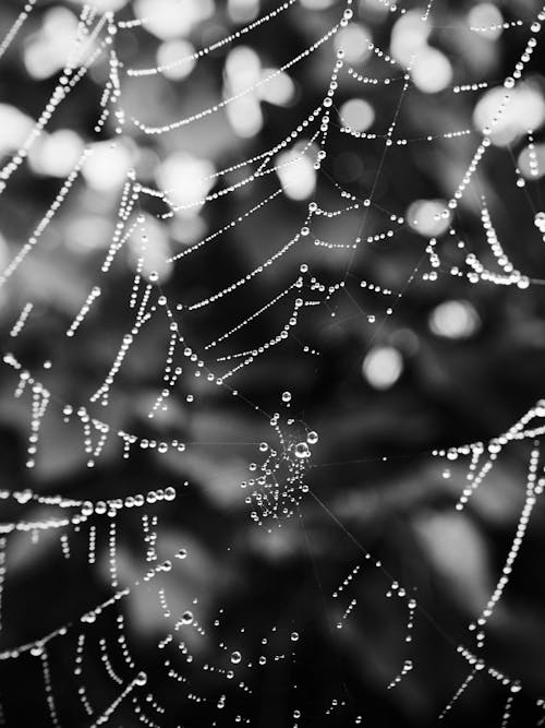 Photos gratuites de abstrait, arachnide, araignée