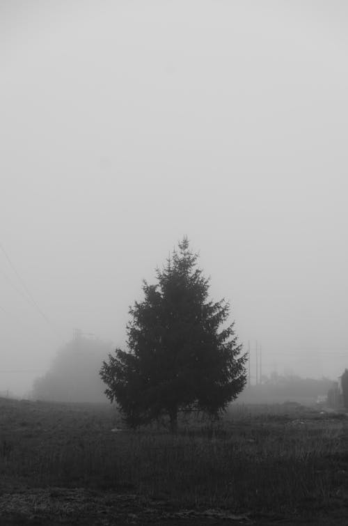 Fotobanka s bezplatnými fotkami na tému čierny a biely, dedinský, hmla