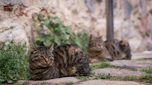 Free Two cats sitting on the ground near a stone wall Stock Photo