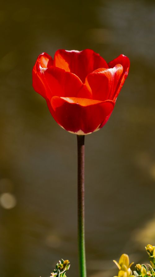 Free Close-up shot of a vibrant red tulip in full bloom against a natural background. Stock Photo