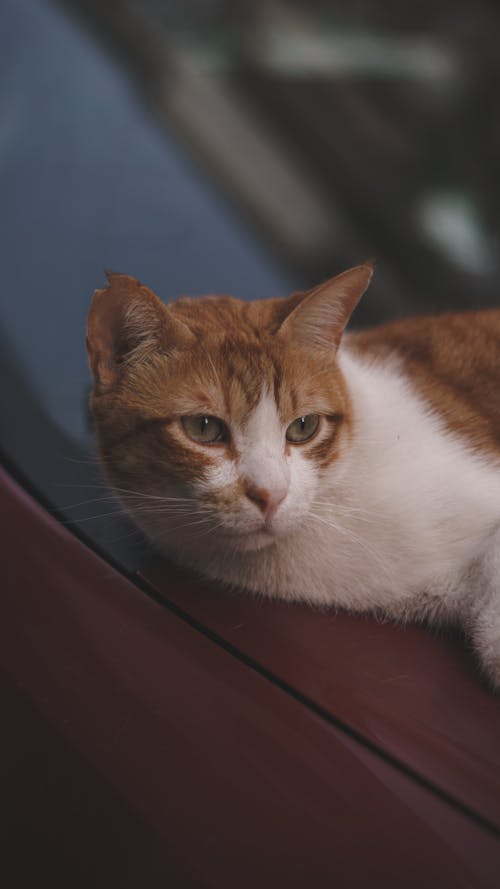 고양이, 누워 있는, 동물 사진의 무료 스톡 사진