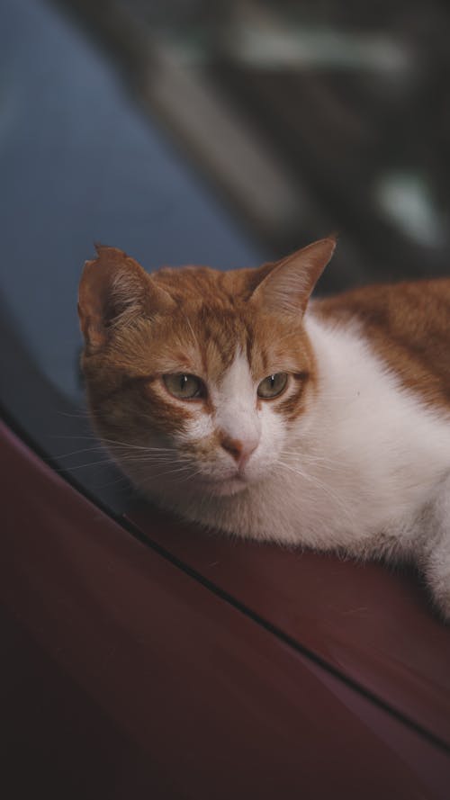 Free A cat laying on top of a car Stock Photo