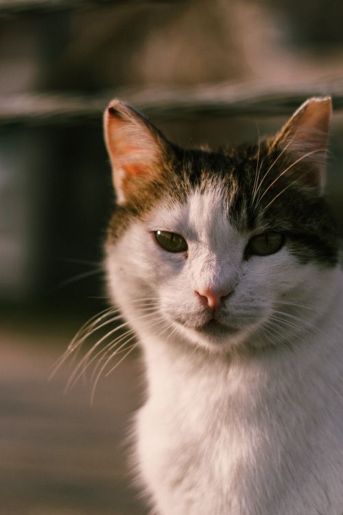 Free A serene close-up of a domestic cat basking in warm sunlight, highlighting its soft fur and gentle expression. Stock Photo
