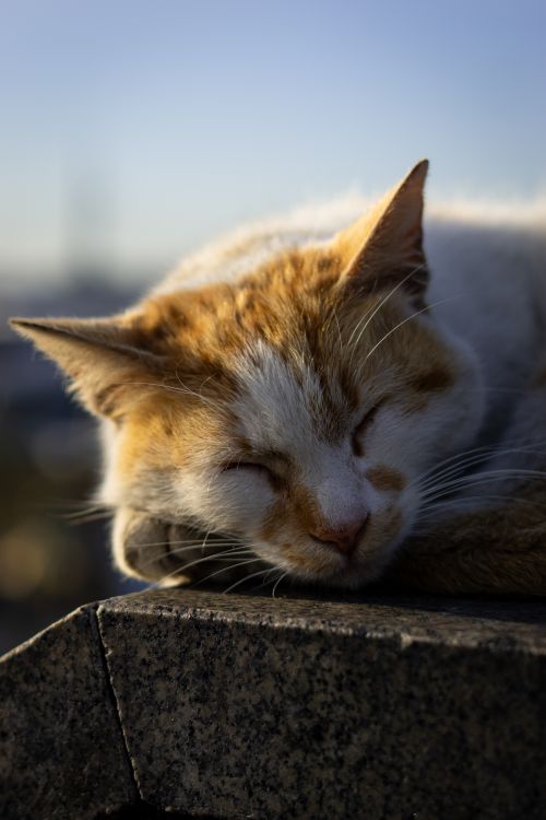 Free Peaceful ginger and white cat sleeping on a sunny stone ledge. Stock Photo