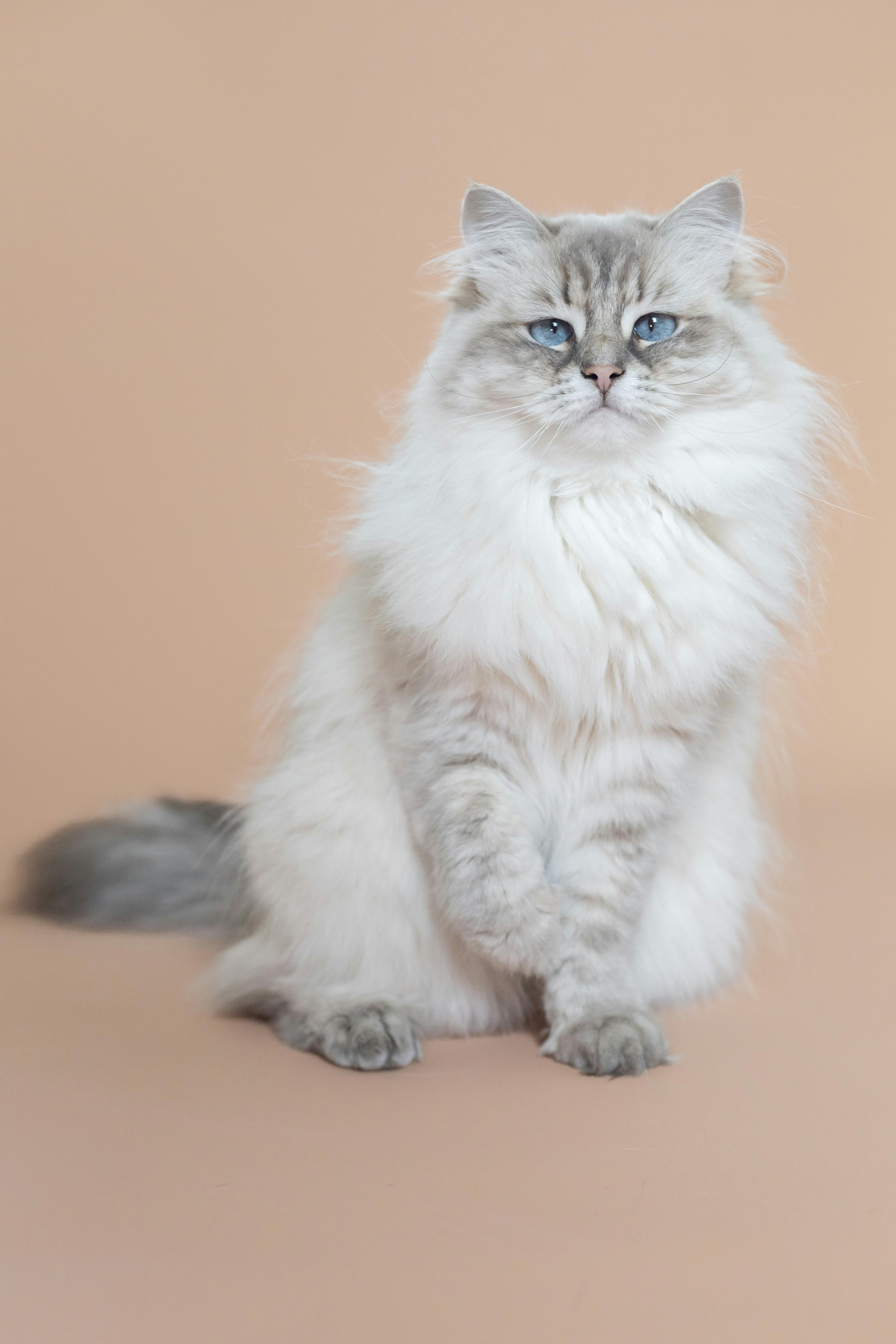 a cat sitting in a studio