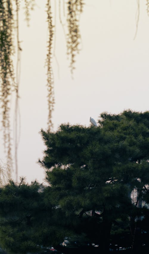 Foto d'estoc gratuïta de arbre, blanc i negre, Corea