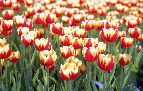 Free A close-up of vibrant red and yellow tulips in a sunny field, showcasing their beauty. Stock Photo