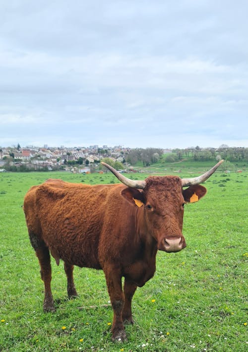 A brown cow with horns standing in a field