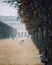 Chairs Left on the Garden Walkway of the Palais-Royal Palace in Paris 