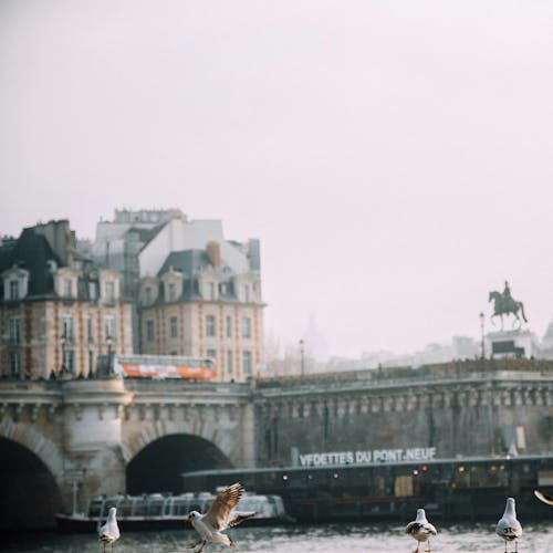 seagulls in paris