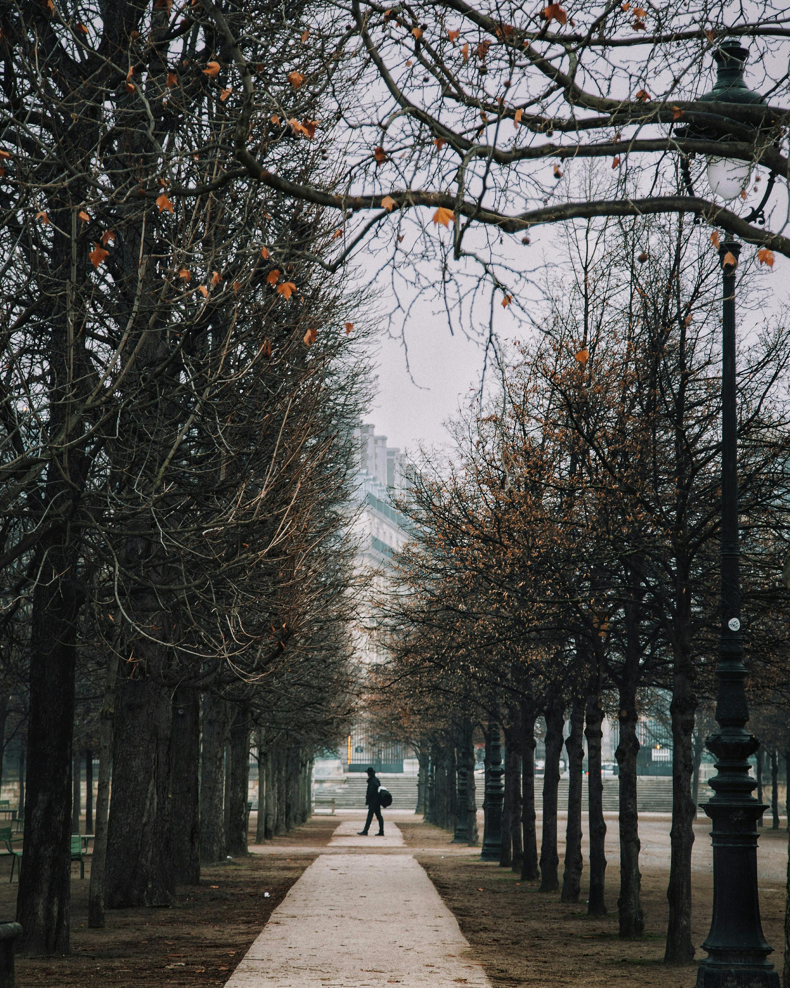 Serene autumn scene in Paris park with person walking under trees.