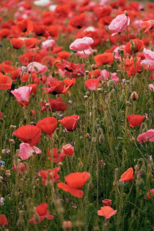 A field of red and pink poppies with a green background