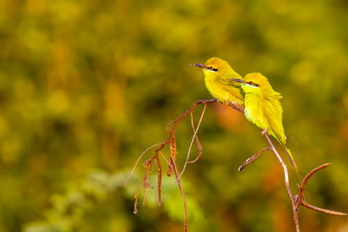 Fotos de stock gratuitas de abejarucos verdes asiáticos, aves, enfoque selectivo