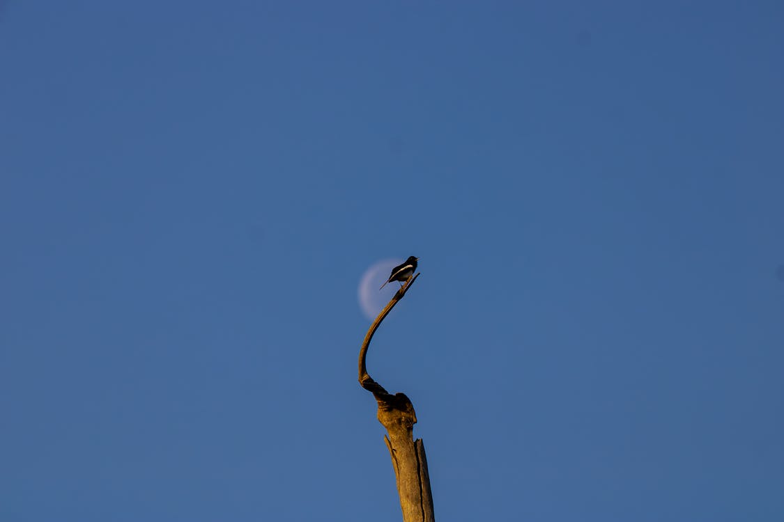 Fotos de stock gratuitas de al aire libre, alto, animal