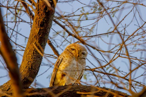 A small owl sitting on a tree branch