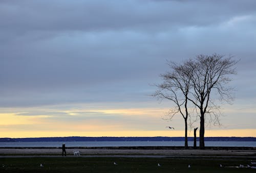 Gratis stockfoto met avond, blikveld, bomen