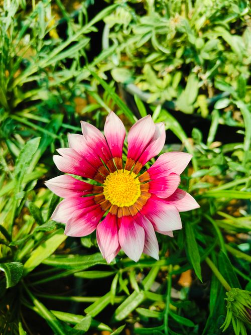 Free Bright pink Gazania flower in sunny garden surrounded by lush greenery. Stock Photo