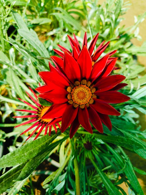 ボタニカル, 咲く, 垂直ショットの無料の写真素材