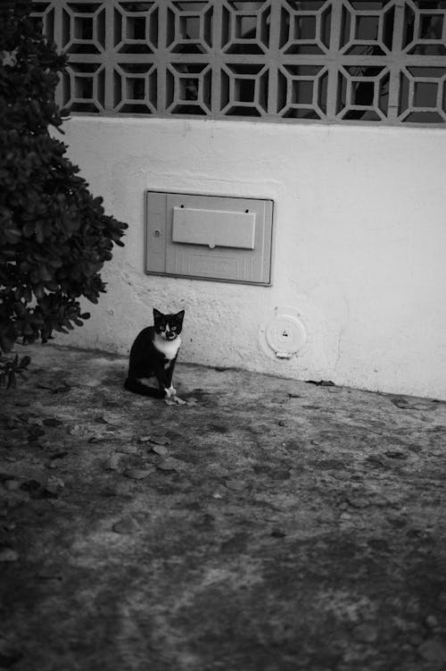 Darmowe zdjęcie z galerii z ciemny, czarno-białe tło, czarno-biały
