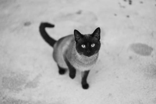 Imagine de stoc gratuită din adorabil, alb-negru, animal de casă