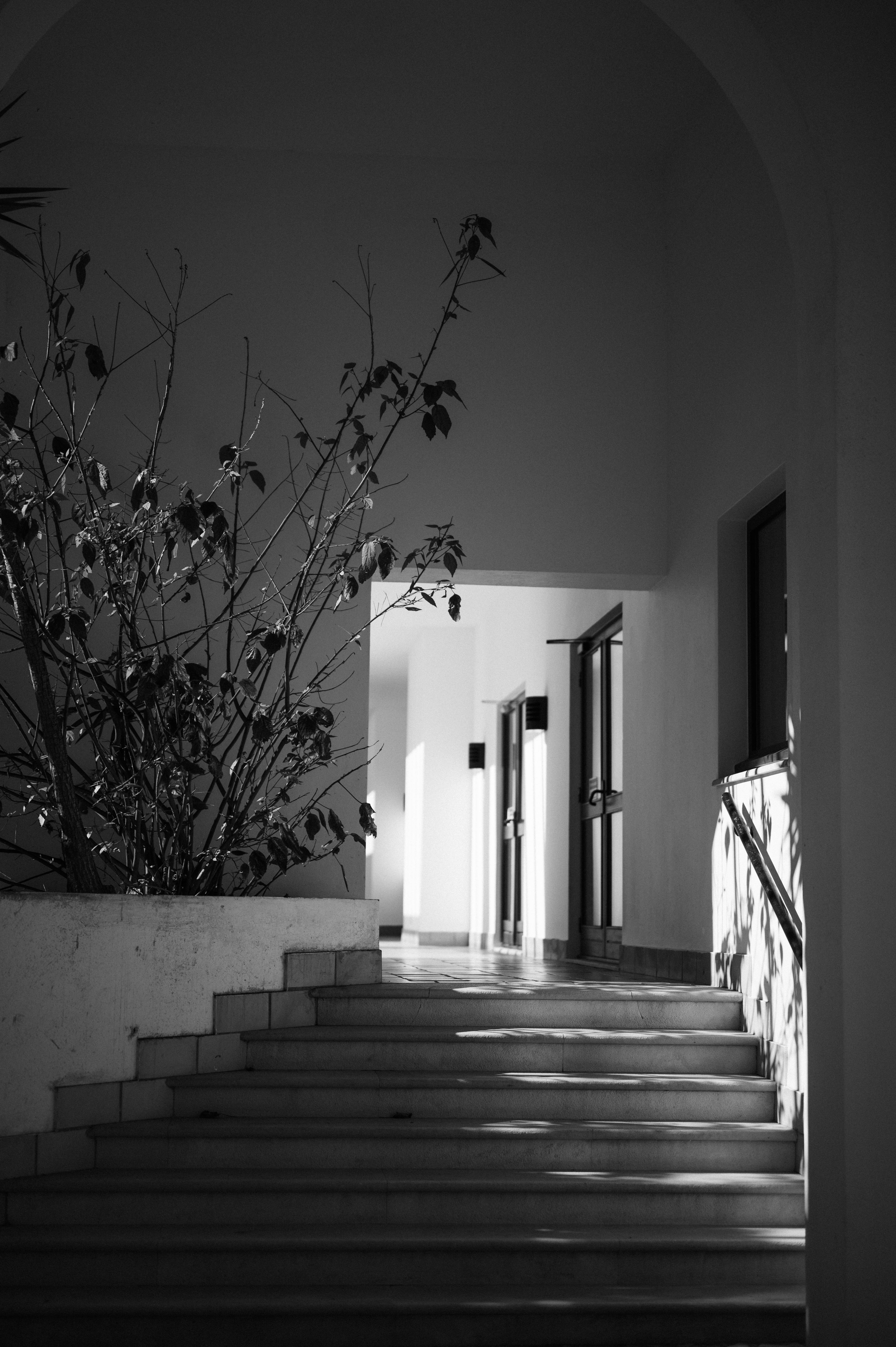 Black and white image of a modern indoor staircase with plants casting shadows.