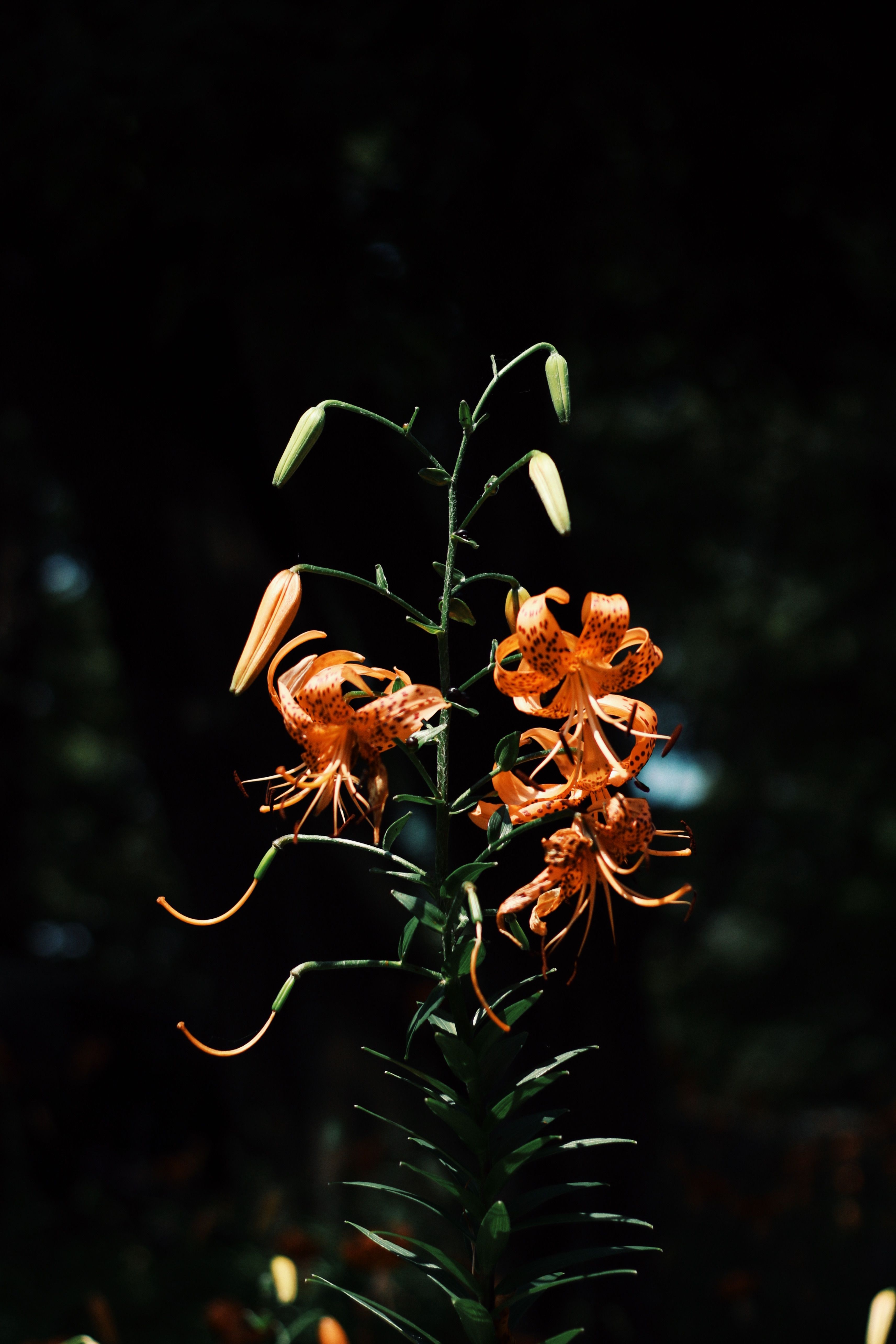 Close-up of a vivid tiger lily (Lilium lancifolium) blooming against a dark background.