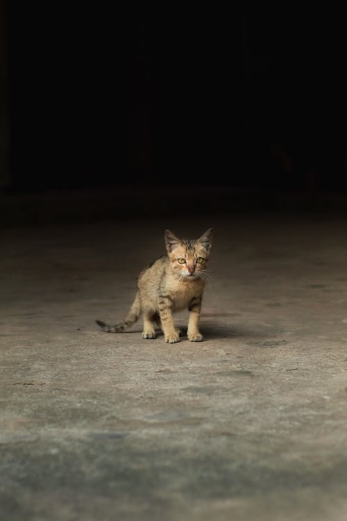 Free A kitten is standing on the ground in a dark room Stock Photo