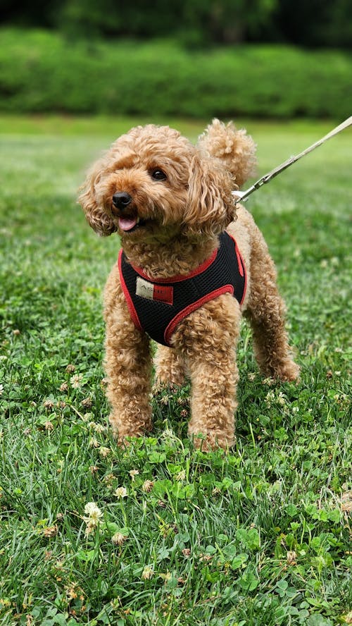 Ingyenes stockfotó állatfotók, aranyos, barna kutya témában