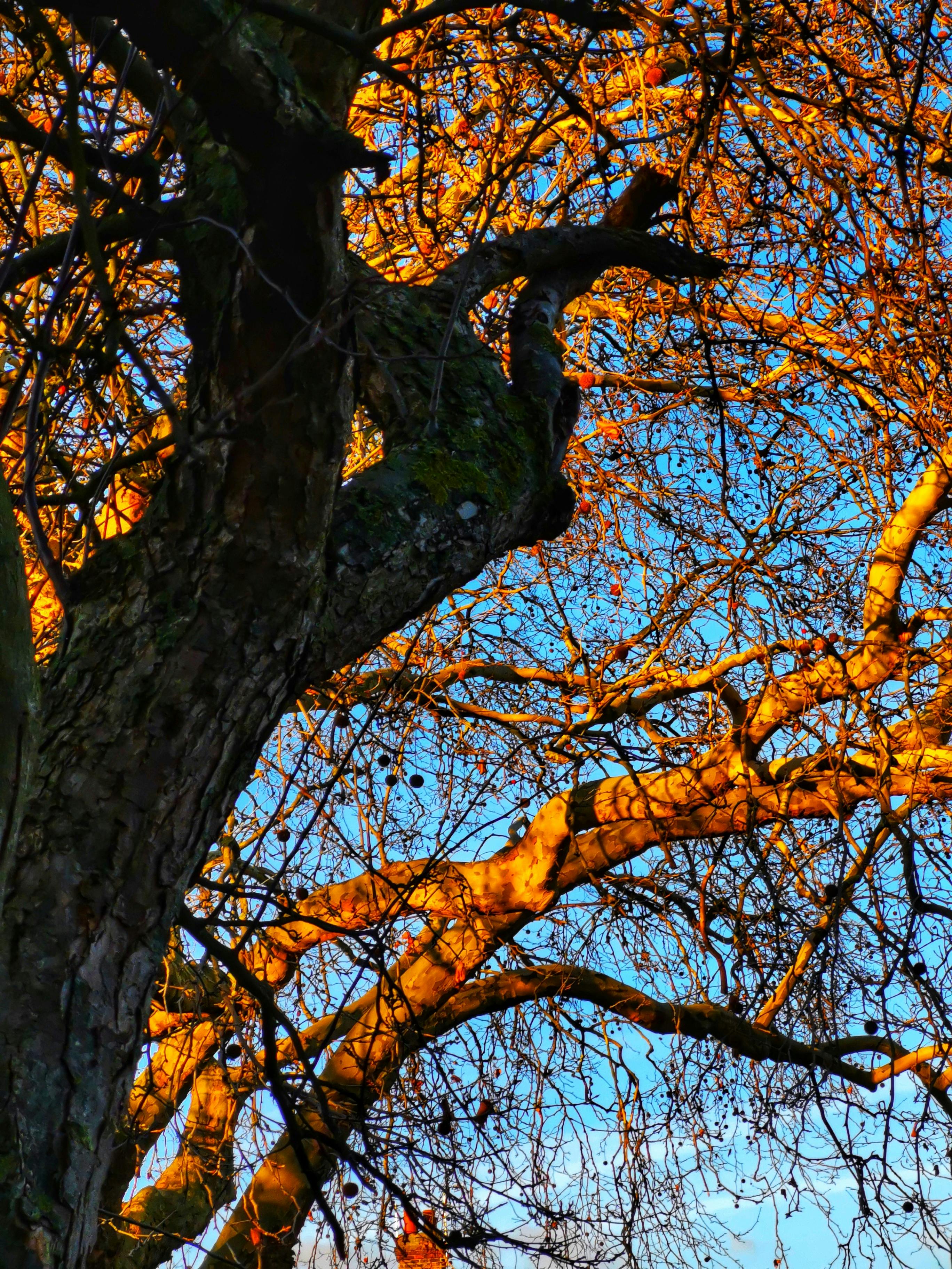 free-stock-photo-of-tree-tree-branches