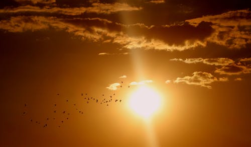 太陽と雲の下を飛ぶ鳥の群れ