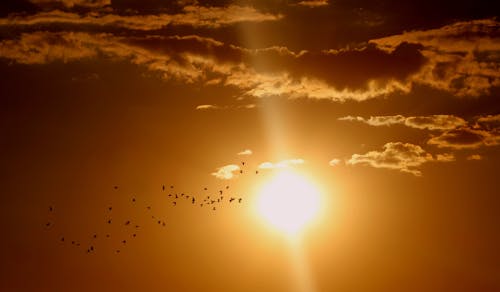 Flock of Birds Flying Under Sun and Clouds