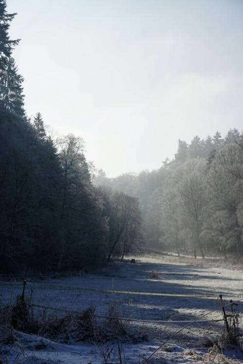 Immagine gratuita di alberi, foresta, freddo