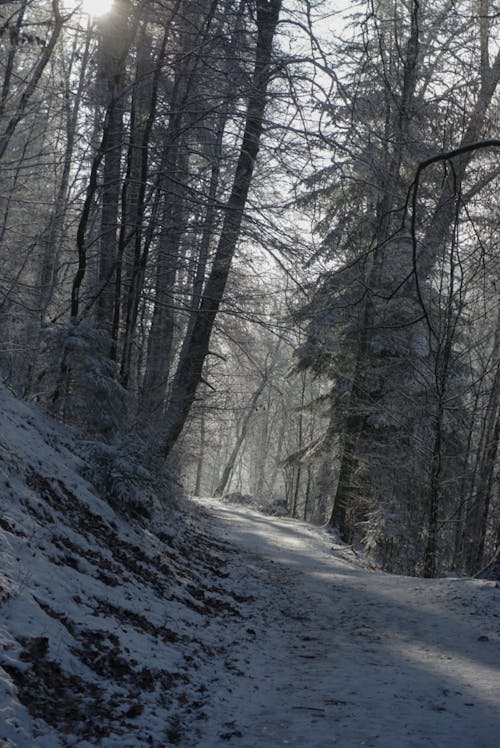 Foto d'estoc gratuïta de alba, arbre, boira