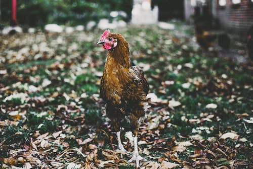 무료 푸른 잔디 필드에 갈색 닭 스톡 사진