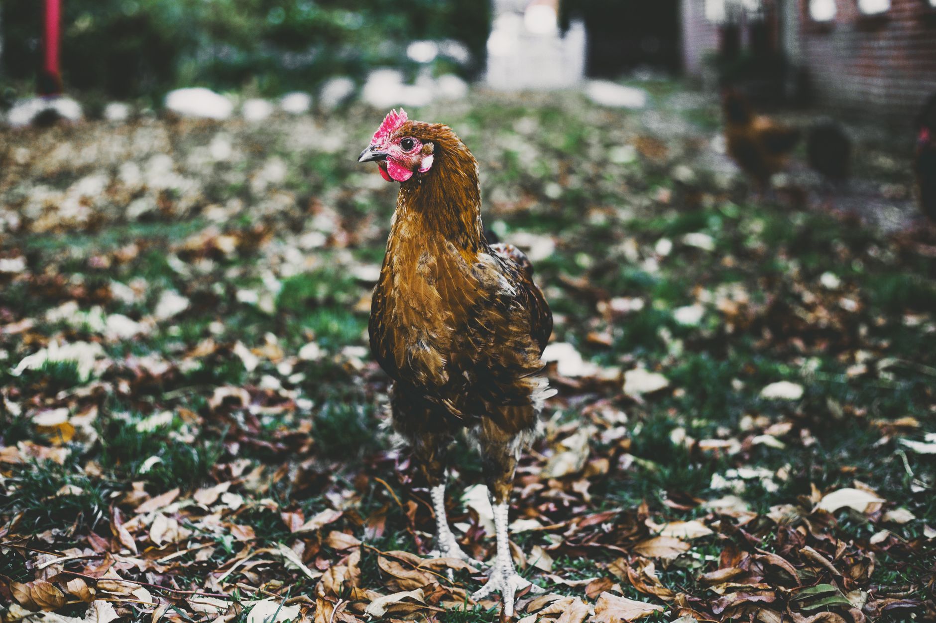 Close-up of a hen exploring a grassy area in autumn, showcasing natural poultry behavior.