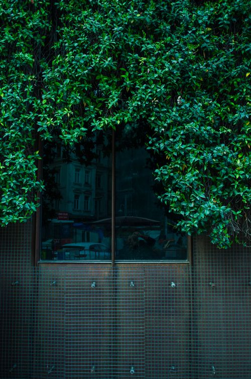 Free Window with lush green foliage on an urban building, reflecting the cityscape. Stock Photo