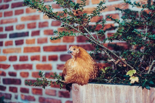 Free Brown Chicken Nesting on Bench Stock Photo