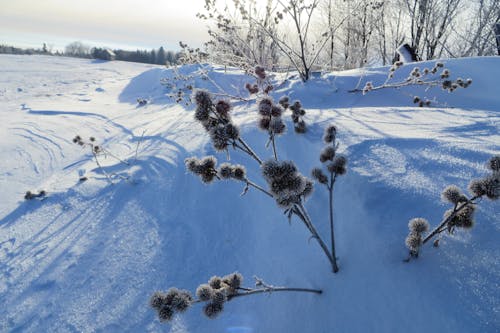 Fotos de stock gratuitas de invierno