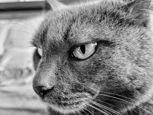 Безкоштовне стокове фото на тему «b & w фотозйомка, кішка, кішки очі»