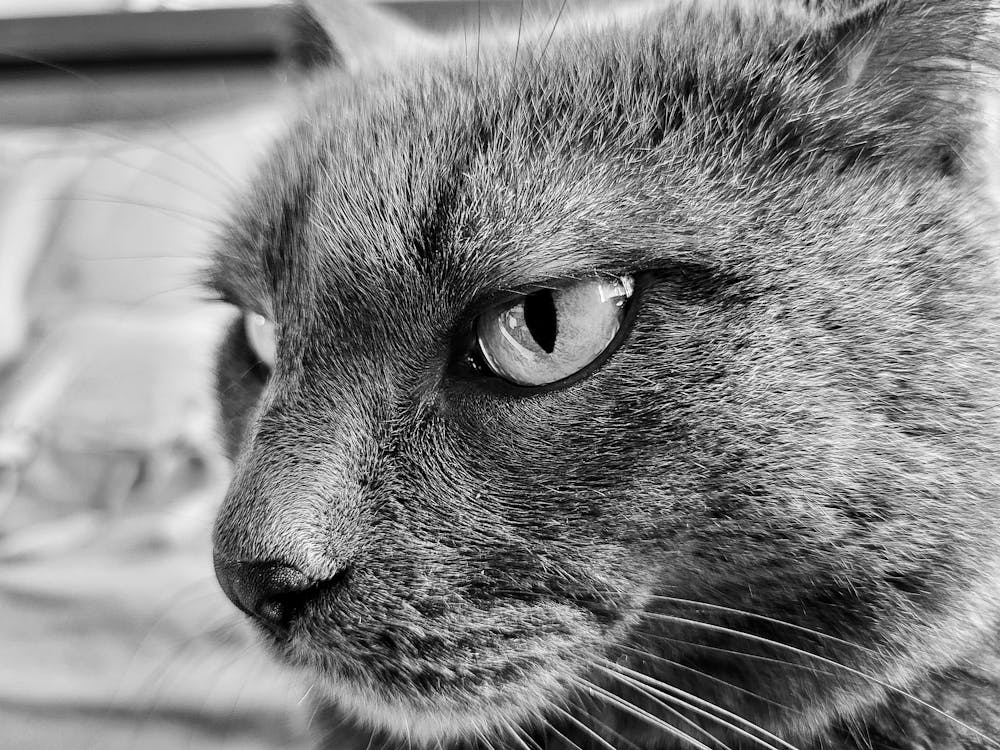 Foto d'estoc gratuïta de animal, blanc i negre, cara de gat