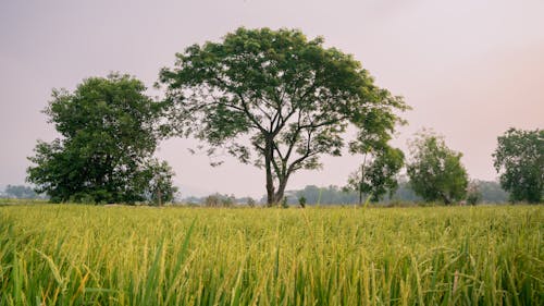 Ingyenes stockfotó fák, farm, mező témában