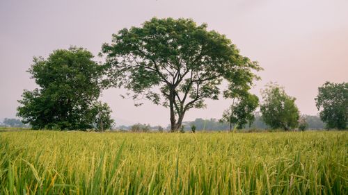 Free Vibrant rice fields with towering trees in rural An Giang, Vietnam. Stock Photo