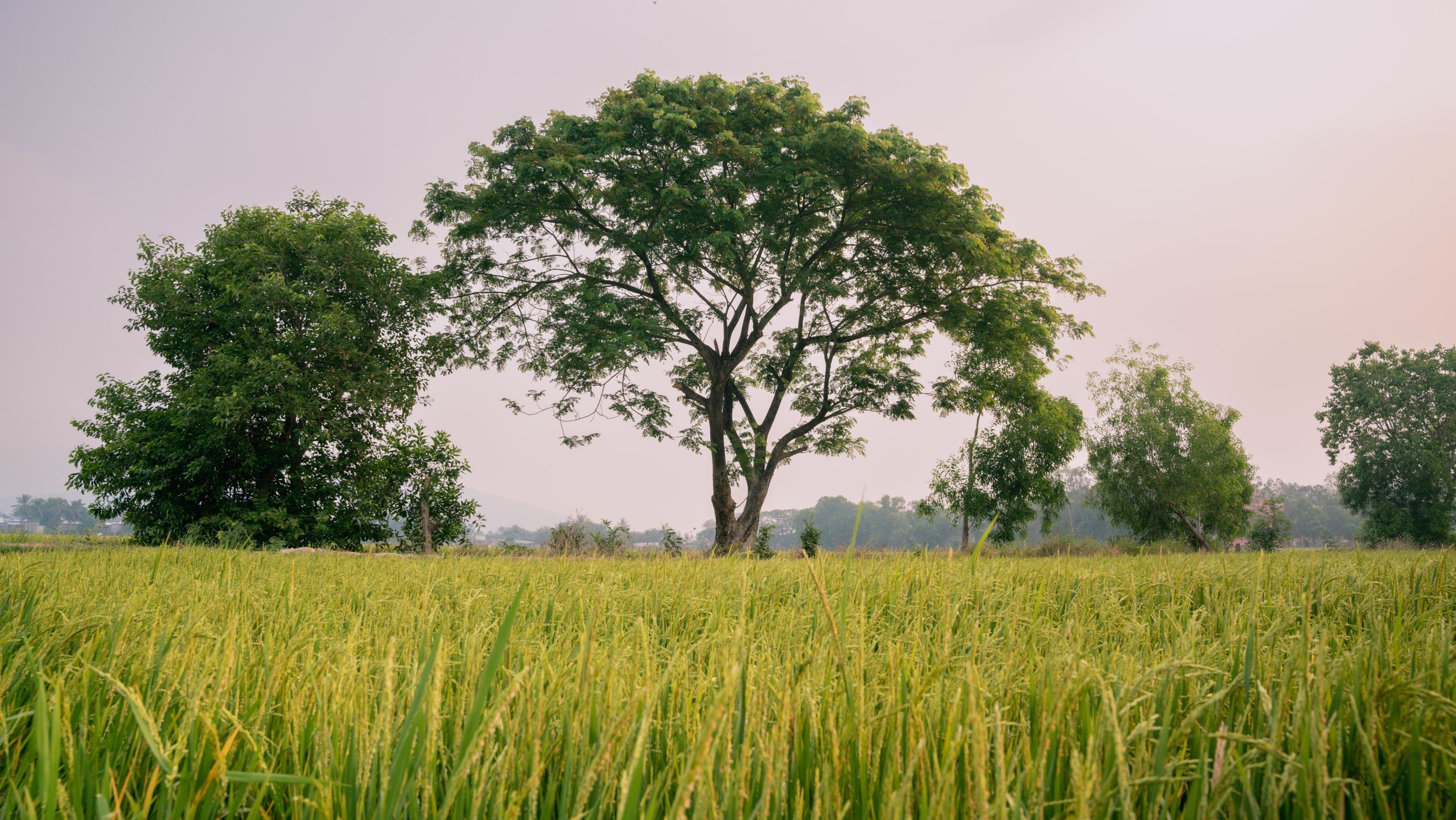 Green Tree Countryside Trees by Green Field in Countryside · Free Stock Photo