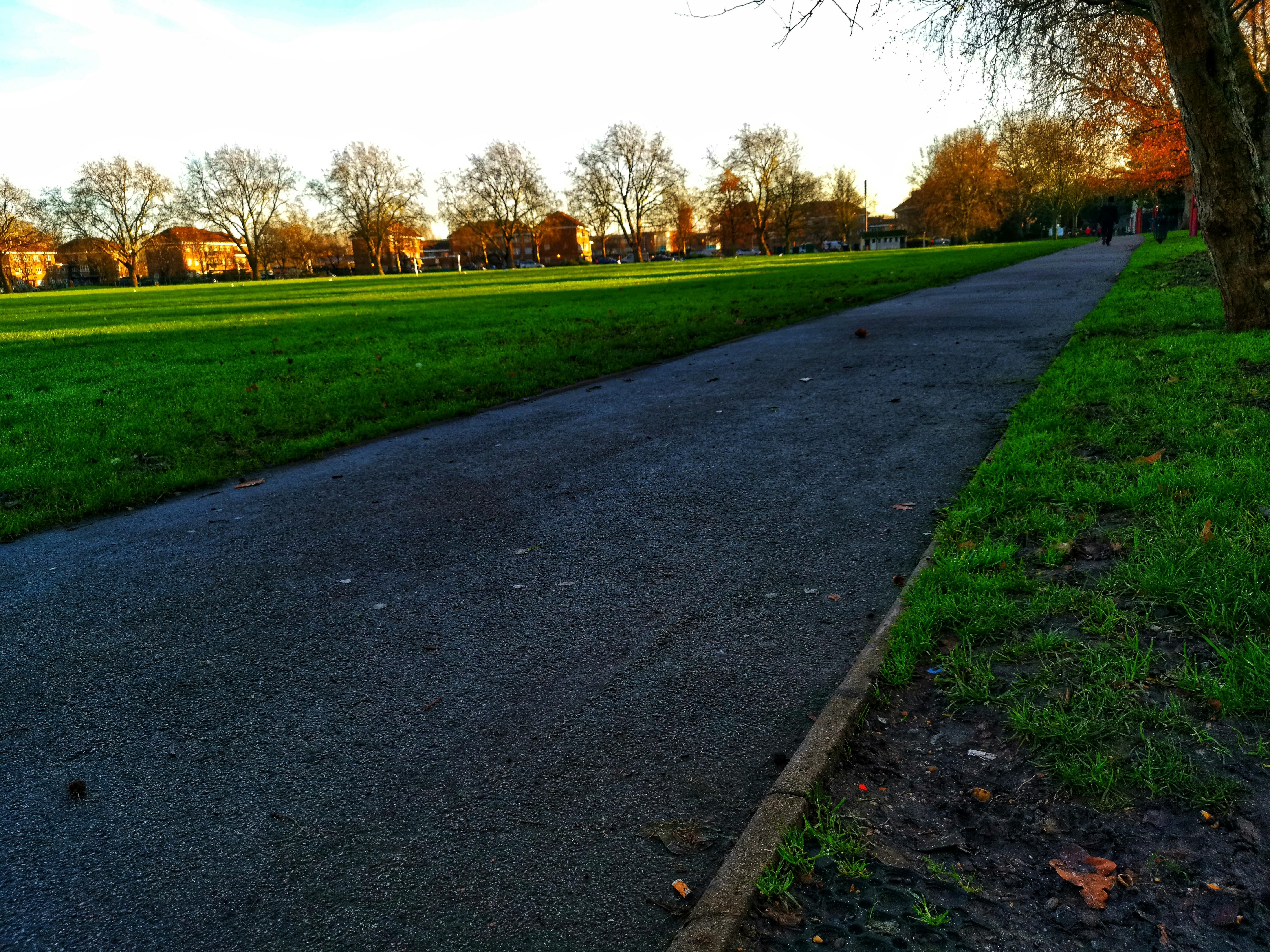 Foto de stock gratuita sobre arboles, césped, cielo